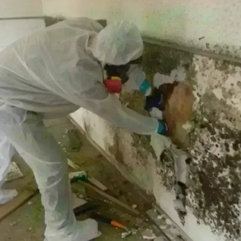 Mold Remediation and Removal in Winchester, OH